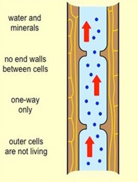 <p>transports water and minerals upward from roots into the shoots</p><ul><li><p>cells functionally dead at maturity (no selectively permeable membrane)</p></li></ul><p></p>