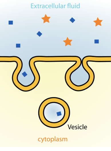 <p>What type of endocytosis is this?</p>