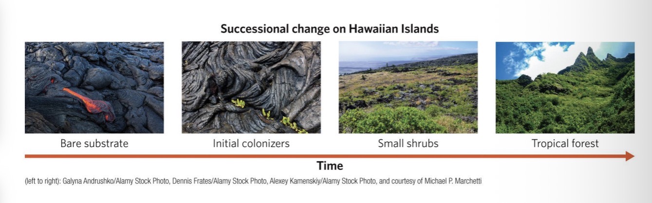 <ul><li><p>Communities change in fairly predictable ways.</p></li><li><p>Ecological succession is the series of changes in the species composition of a community through time at a particular location that occur in a fairly predictable way as a result of biotic and abiotic influences, as the location goes from bare rock or lifeless water to being filled with interacting species.</p></li><li><p>Ex successional change on Hawaiian islands</p><ul><li><p>After volcanic eruption we can imagine that island will not stay lifeless forever as long as you let enough time pass</p></li><li><p>Initial colonizers (seeds fall in between cracks and fall into soil) and over time first plants can persist in these are. These new plants can create an environment so that bigger plants can take hold. As time passes, more soil, resources and space accumulated to sustain larger plants → forest</p></li></ul></li></ul><p></p>