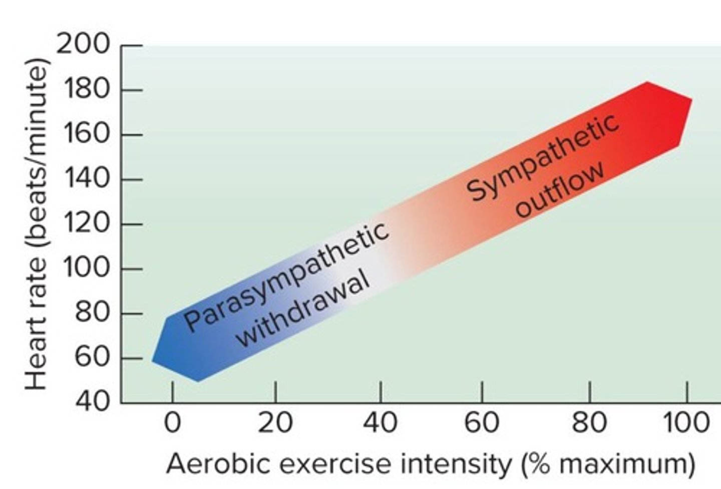 <p>Involuntary functions such as cardiac and smooth muscle activity.</p>