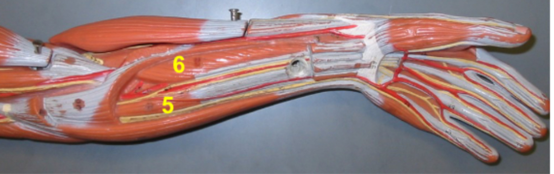 <p>5</p>