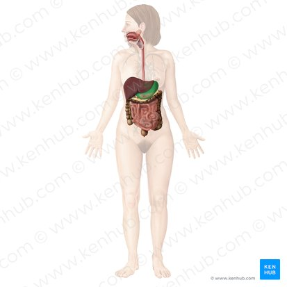 <p>a J-shaped organ located in the upper abdomen that stores, mixes, and digests food.</p>