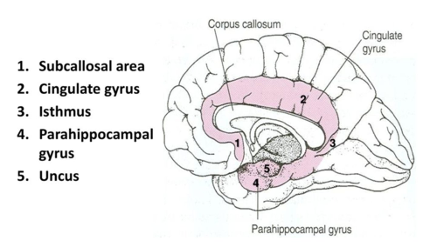 <p>1) pole podspoidłowe i zakręt przykrańcowy</p><p>2) cieśń zakrętu obęczy, potem zakręt przyhipokampowy, potem hak</p>