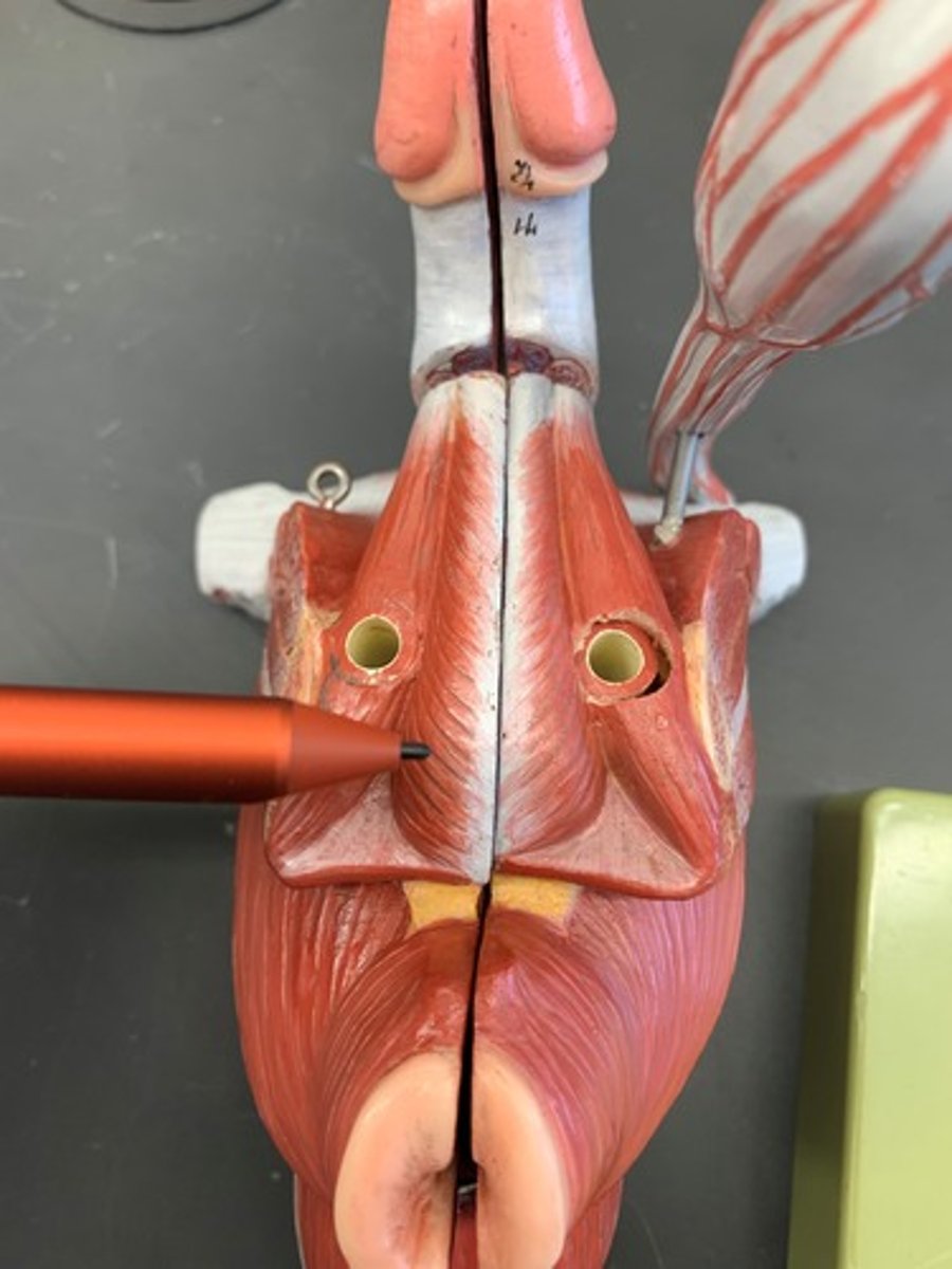 <p>Males: helps empty urethra</p><p>Females: constricts vagina</p>