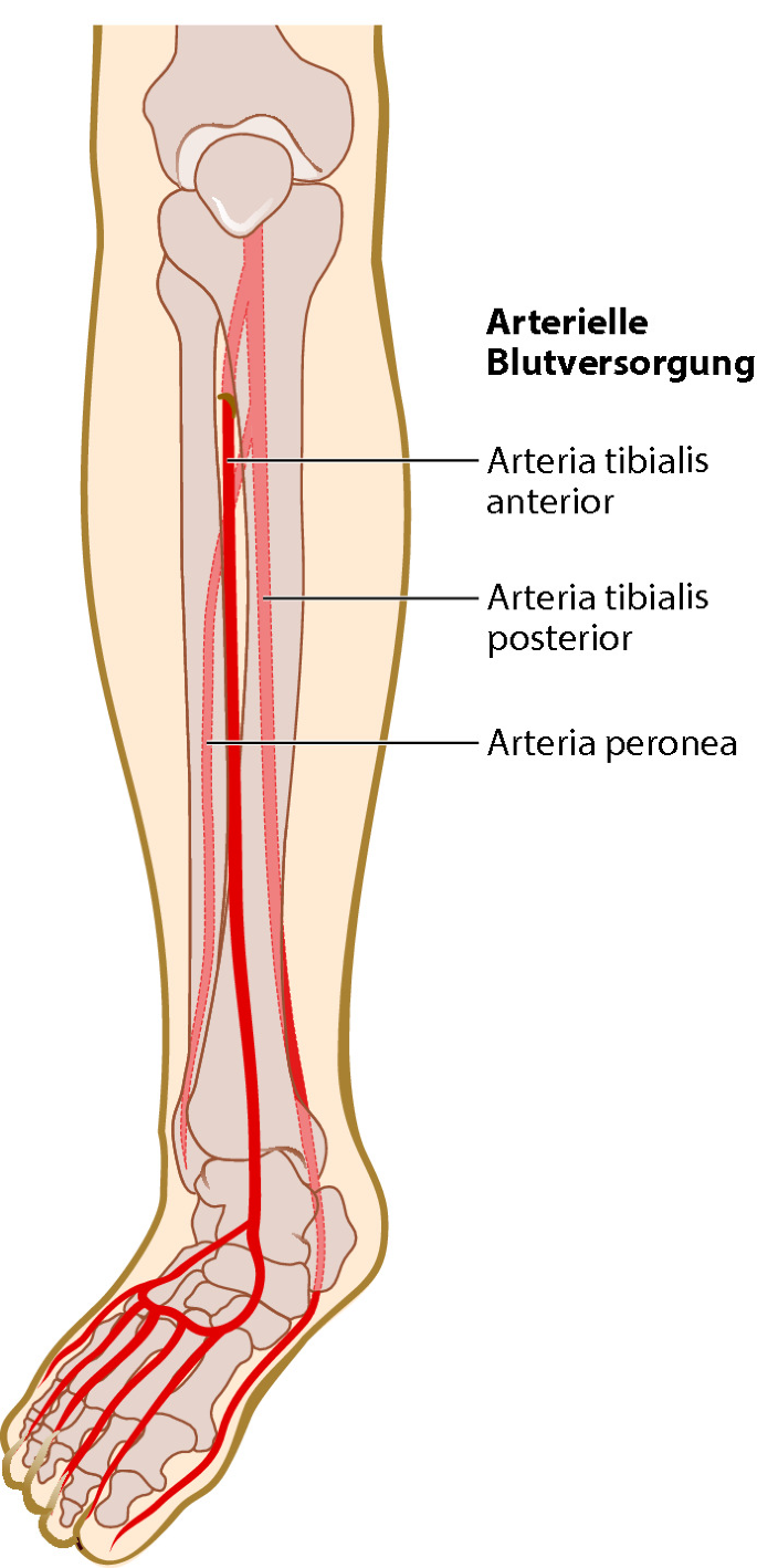 <p>a.tibialis anterior</p>
