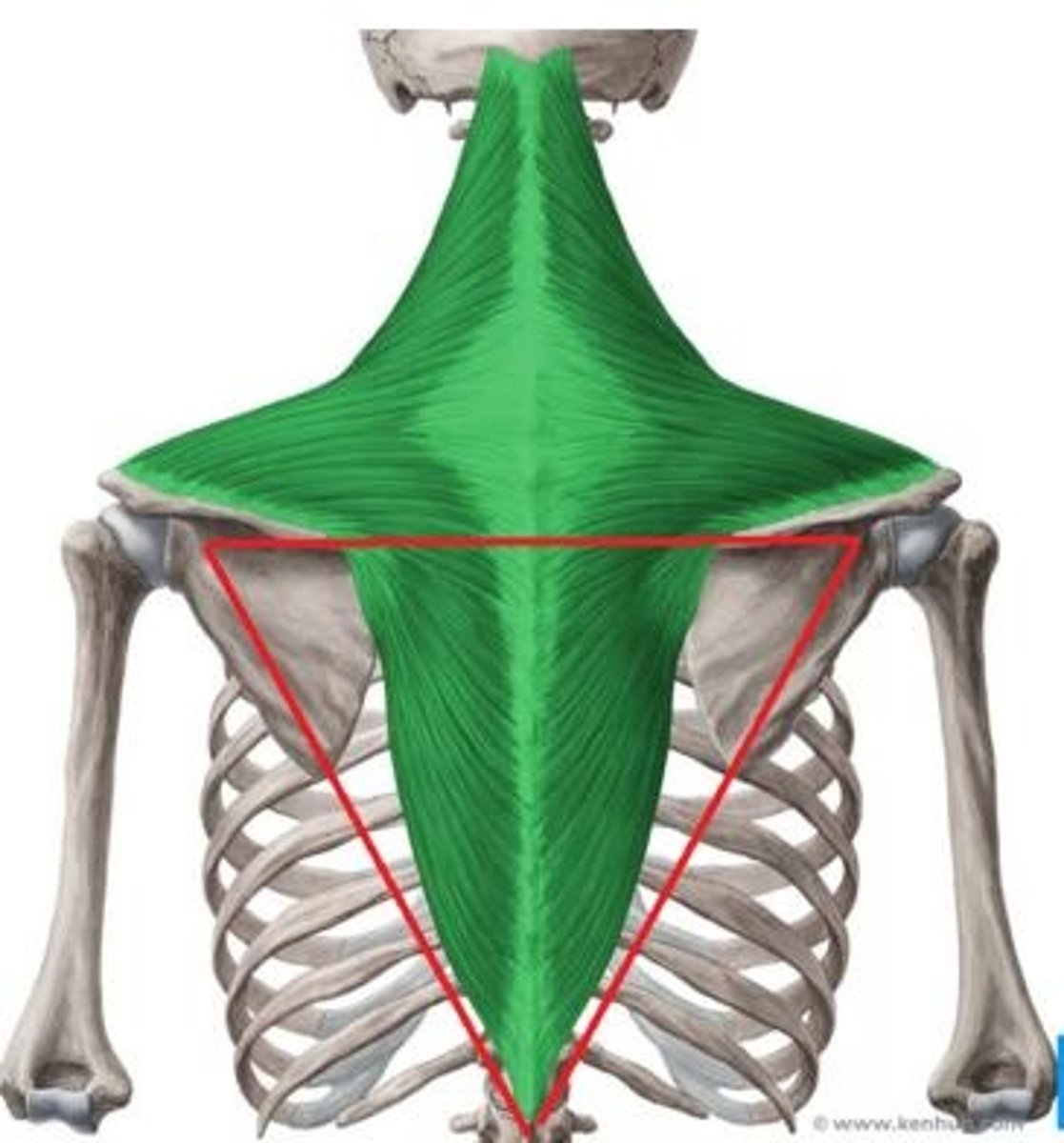 <p>Welke spier is dit?</p>