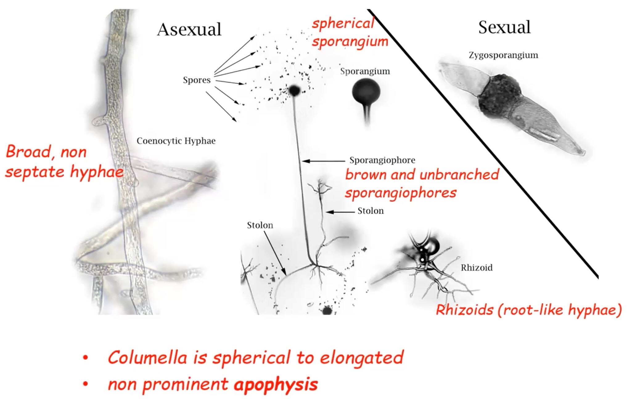 Large , irregular aseptate hyphae (in vivo only you will see right angle branching hyphae)

Rhizoids (root-like hyphae)

Spherical sporangium

Columnella is spherical to elongated 

Brown and unbranched sporangiophores 

Non-prominent apophysis 

Zygospores 