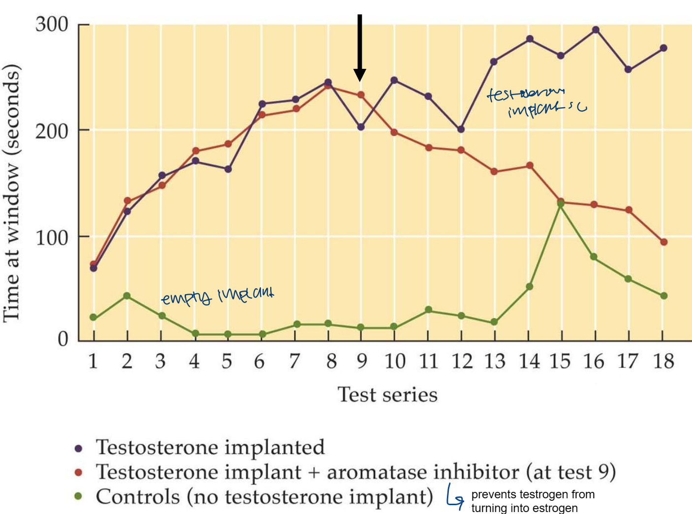 <p>-male will look at female through window (sexual interest)</p><p>-GDX reduces time at window</p><p>-T treatment of GDX males restores time at window</p>