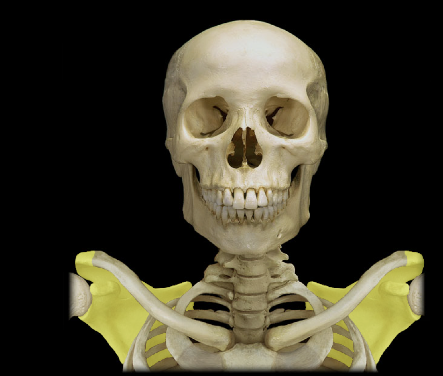 <p>Scapula</p>