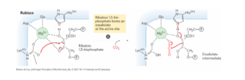 * Step 1: Creation of an Enediolate Intermediate
  * Mg2+ facilitates the interaction of carbamoylated Lys to ribulose 1,5-bisphosphate