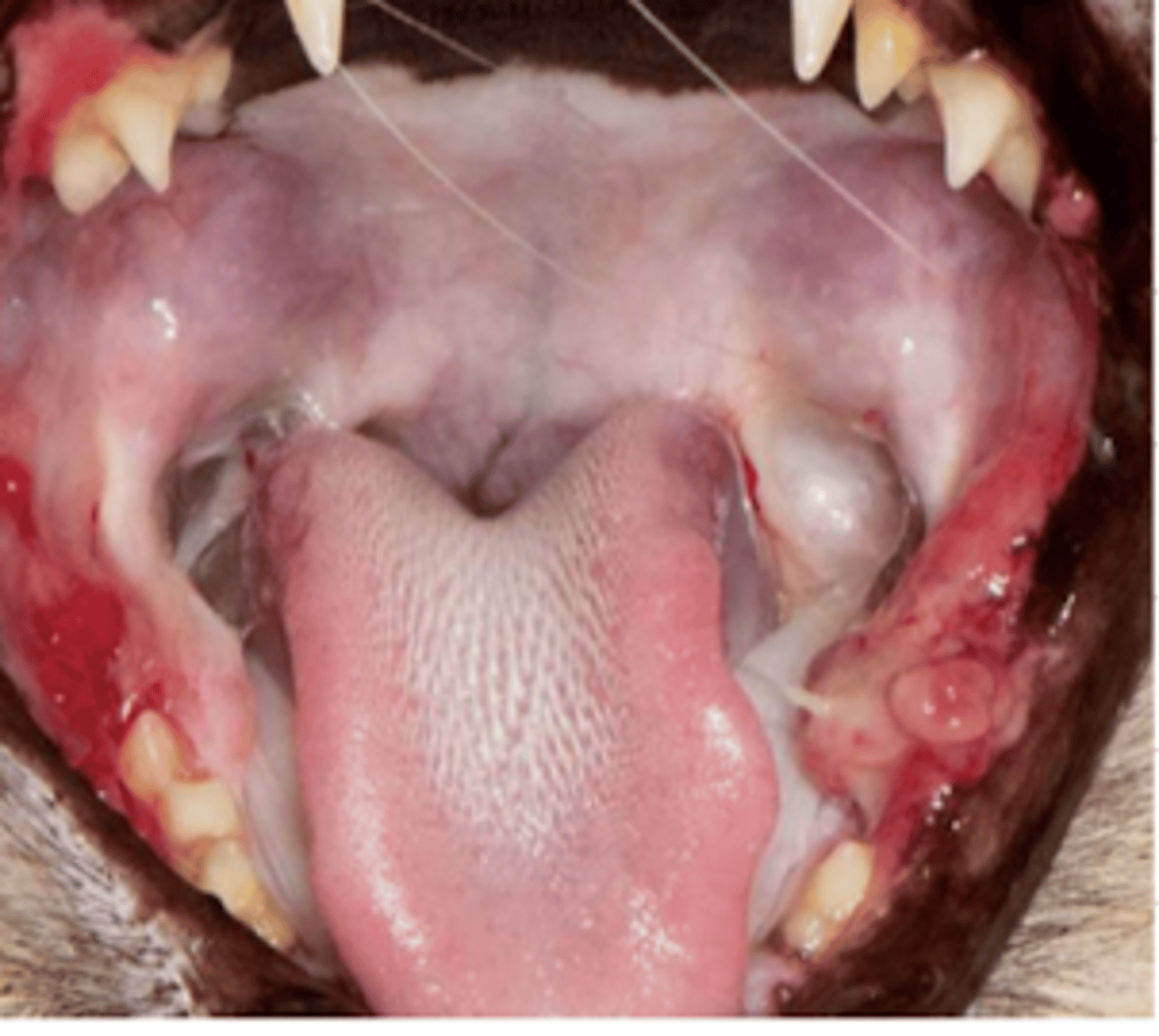 <p>this cat has what condition?</p>