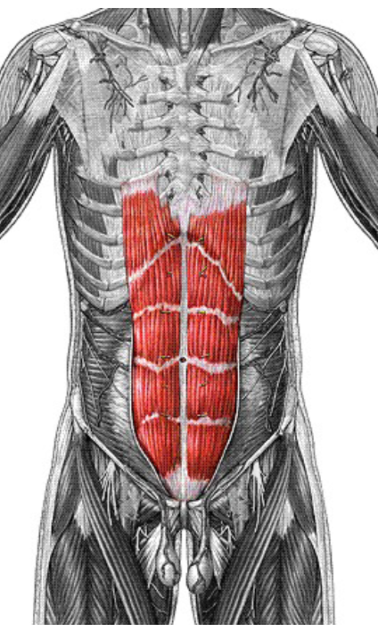 <p>Origin: pubic crest and symphysis Insertion: xiphoid process and costal cartilages of ribs 5-7 Action: flexes and rotates lumbar region of vertebral column</p>