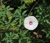 <p>Alamo Vine</p>