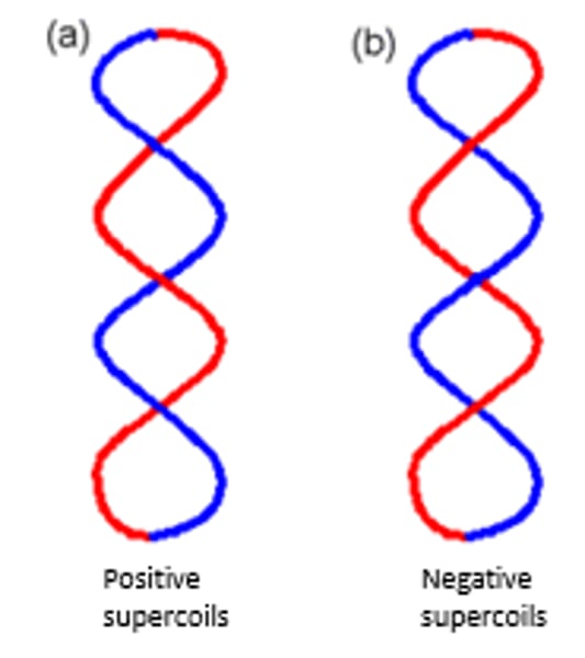 <p>During DNA replication and transcription </p><p>Positive supercoiling makes DNA strand separation more difficult</p><p>image: a) Positive supercoils (the front segment of a DNA molecule cross over the back segment from left to right). (b) Negative supercoils</p>