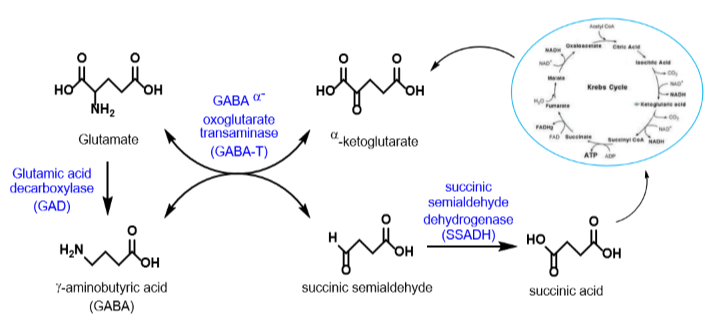 GABA shunt reactions are responsible for the synthesis, conservation and metabolism of GABA