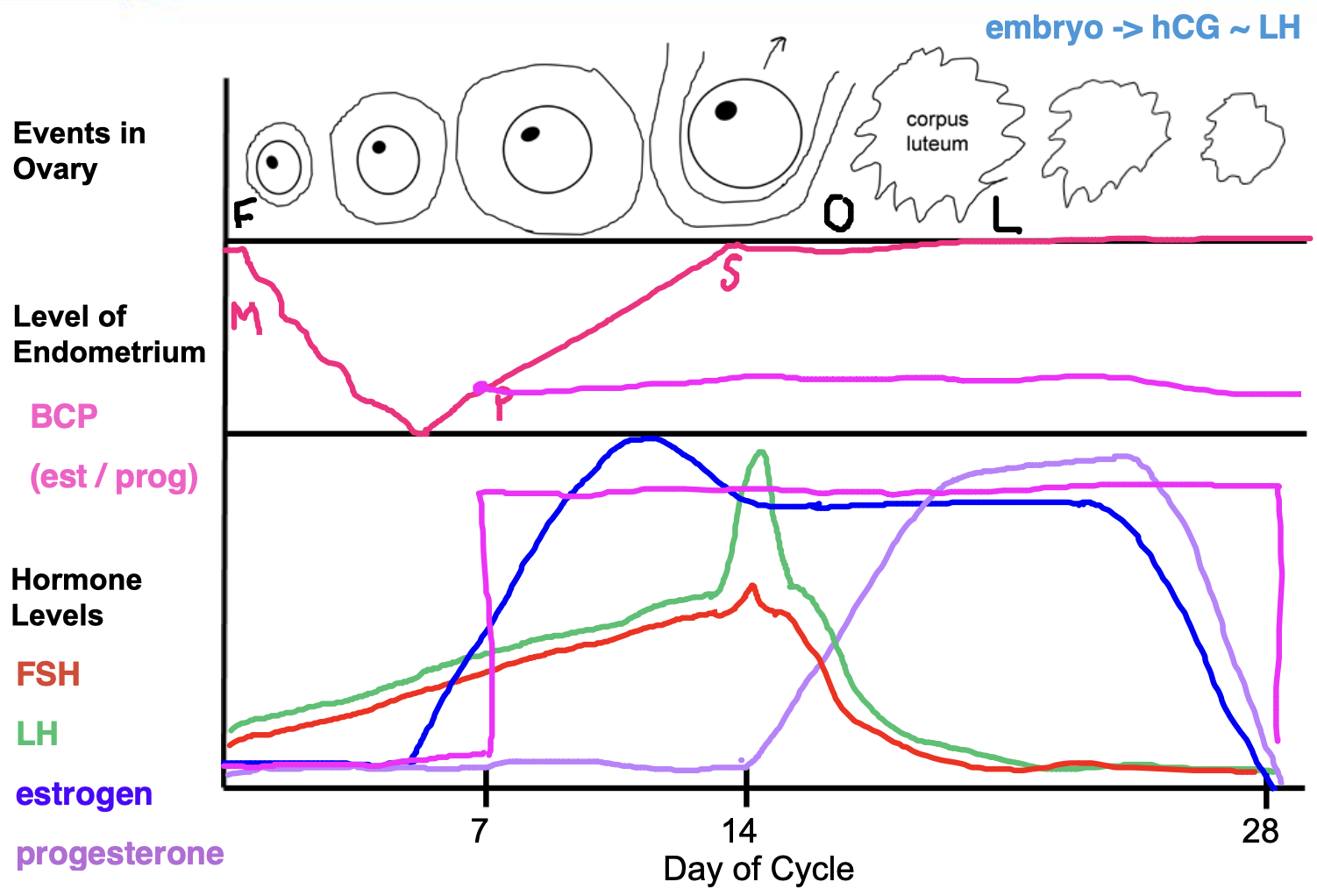 BCP = birth control pills have both estrogen/progesteron