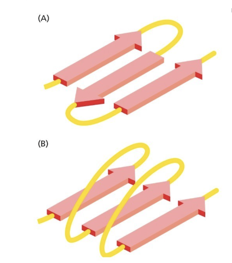 <p>Parallel and antiparallel beta sheets</p>