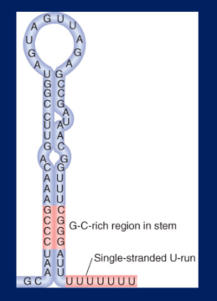 <p>Intrinsic Termination Requires a Hairpin and U-Rich</p><p>Region</p><p>-Intrinsic terminators consist of a G-C-rich hairpin in the RNA product followed by a U-rich region in which</p><p>termination occurs</p><p>-Intrinsic terminators include palindromic regions that can form hairpins varying in length from 7 to 20</p><p>bp</p><p>-If there are 2 complimentary sequences in the RNA syntehsized, they will bind and form a loop structure (picture)</p><p>-This loop structure pulls the RNA out of the RNA polymerase which terminates transcription</p>
