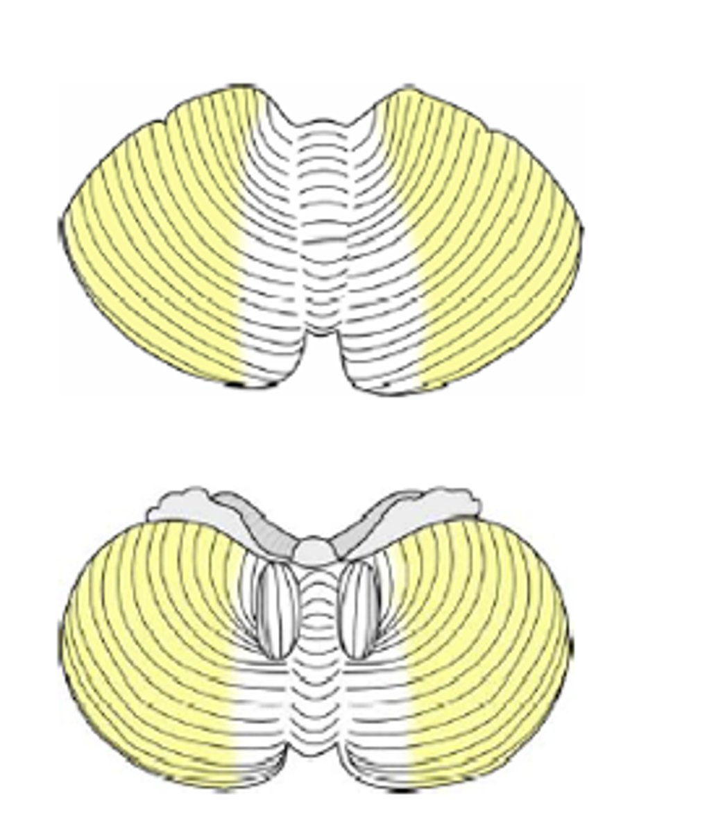 <p>Named for connection to the cerebral cortex</p><p>- coordinates precise (fine motor) and distal limb voluntary movements</p><p>- functional name for the lateral hemispheres</p>