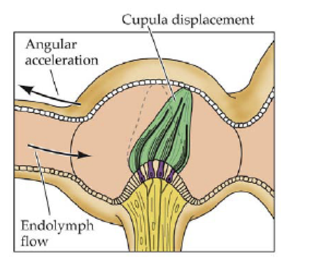 <ul><li><p>process information from the vestibular</p><ul><li><p>found in the ear</p></li><li><p>Cupula in semi-circular canals:</p><ul><li><p>filled with endolymph and modified hair cells in jelly-like substance</p></li></ul></li></ul></li><li><p>posture and balance</p></li><li><p>has projections to limb extensor (antigravity) muscles</p></li></ul><p></p>