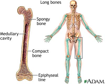 <ul><li><p><span style="color: blue"><strong>ends ( epiphysis ) </strong></span><strong> of long bones</strong></p></li><li><p><span style="color: blue"><strong>center </strong></span>of <strong>other bones</strong></p></li></ul><img src="https://lh7-rt.googleusercontent.com/docsz/AD_4nXcQIkSx3VdWL6kO2VeLUteZa6hwt9D-swFF3Keju96ul4X_4B0uDxJMKWRwRxJnON43xTU9UYCPmVumCyxRuIfUPBiF8-MpuqaSyWCinopA33kfz46yaKjxFpM6qgHHdcsvvO2o?key=X-mcL7cF3rR3Ea-ljLhXOFRU" data-width="25%" data-align="center"><p></p>