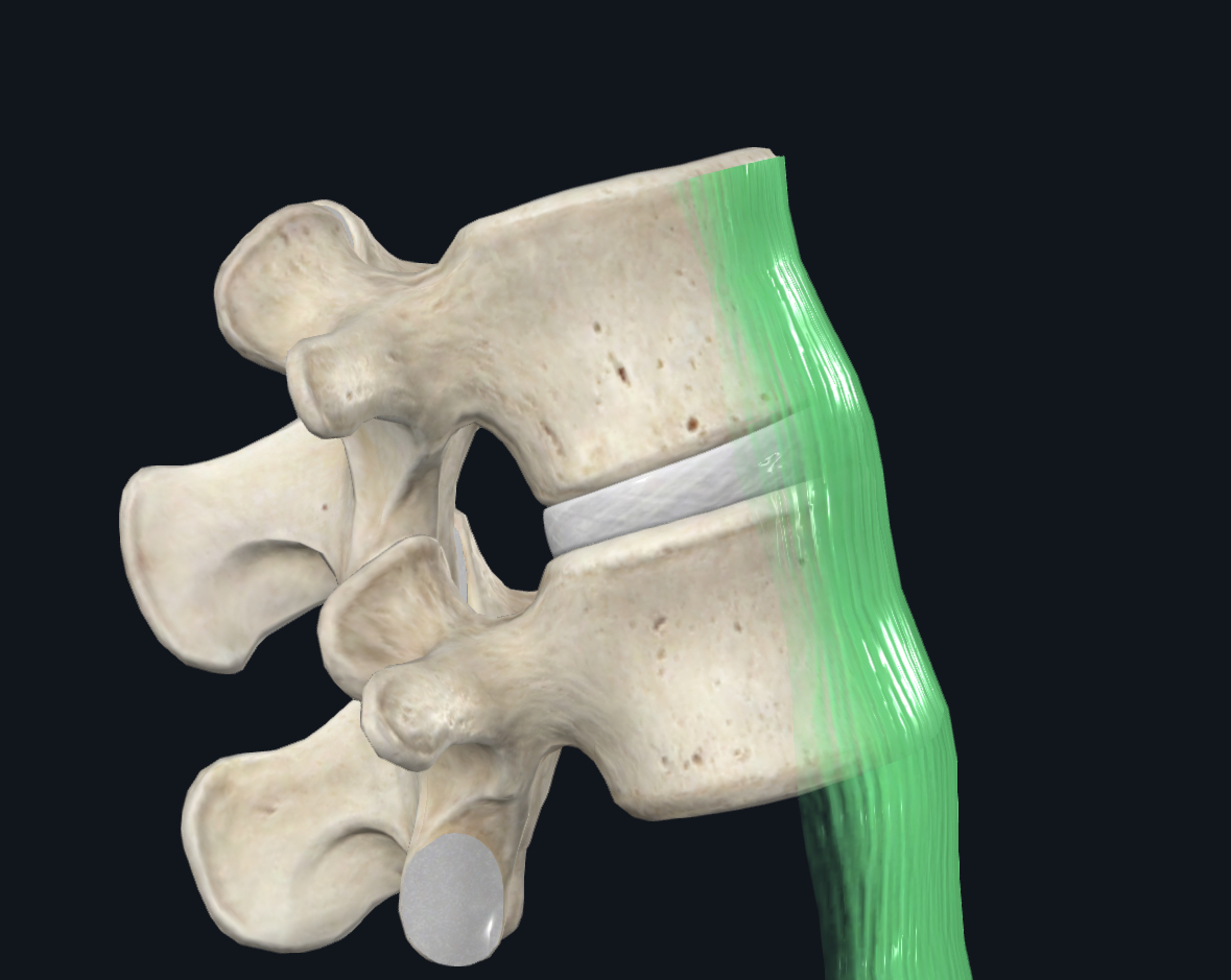 <p>Anterior longitudinal ligament function</p>