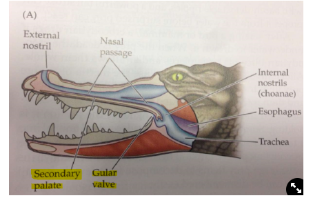<ul><li><p>Have a <strong>classically diapsid skull</strong>→ 2 holes</p></li><li><p>Have<strong> thecodont teeth</strong>→ teeth in sockets</p></li><li><p>Have <strong>a secondary palate</strong> (like mammals)</p></li><li><p>Have <strong>integumentary sensory organs</strong> around jaw/face/body</p></li><li><p><strong>Varied head shape</strong></p><ul><li><p>believed to be associated with diet→ Gharial feeds on fish and False Gharial feeds on lots of prey but both have slender snout</p><p>→ is not associated with diet</p></li></ul></li></ul>