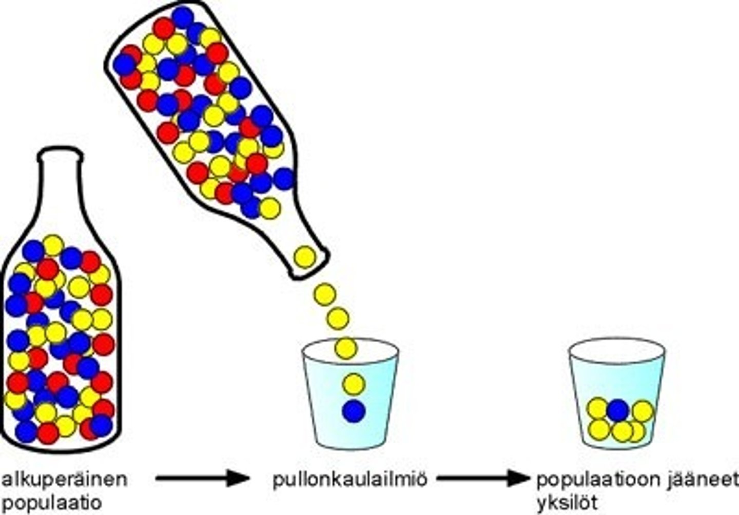 <p>Geneettiseen ajautumiseen liittyvä ilmiö, jossa populaatio kutistuu tilapäisesti muutamaan yksilöön ja uudelleen kasvaessaan muodostuu geenistöltään erilaiseksi kuin alkuperäinen populaatio.</p>