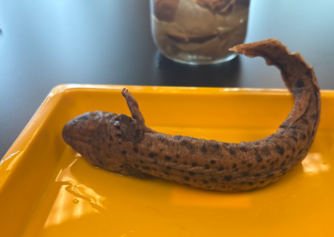 <p>Family: Proteidae</p><p>Threatened state and federally</p><p>4 well developed libs</p><p>4 toes on each limb</p><p>spots on dorsum</p><p>dark stripe on side of head</p>