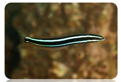 <p><em>Plagiotremus rhinorhynchos </em>(blue striped fangblenny)</p>