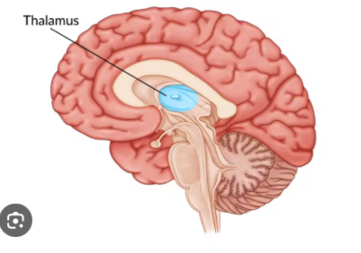 <p>Acts as the brain’s sensory relay station, directing incoming sensory information (except smell) to appropriate areas of the cerebral cortex. Above the brainstem, in the center of the brain.</p>