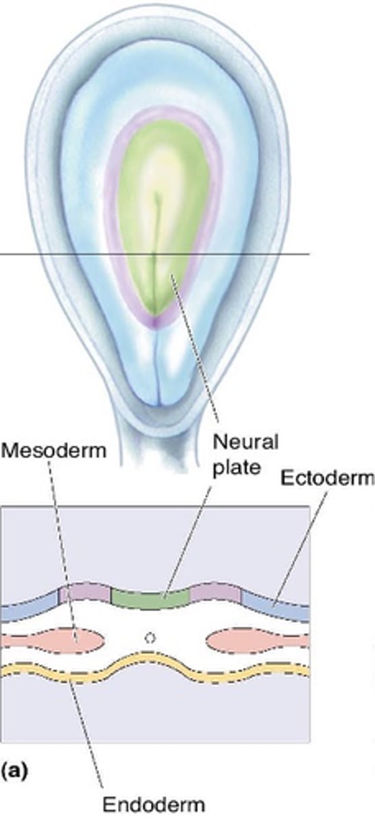 <p>The nervous system develops from what?</p>