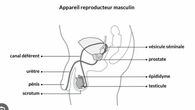 <ol><li><p>testicules (2)</p></li><li><p>scrotum</p></li><li><p>épididyme (2)</p></li><li><p>conduit déférent (2)</p></li><li><p>vésicule séminale (2)</p></li><li><p>conduit éjaculateur (2)</p></li><li><p>prostate </p></li><li><p>glande bulbo-urétrale (2) </p></li><li><p>urètre </p></li><li><p>pénis</p></li></ol>