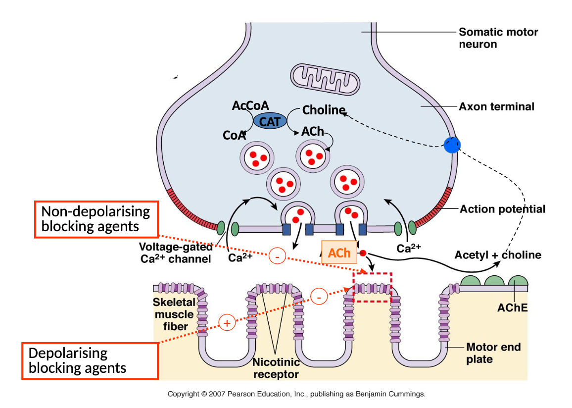 <p>structural analogues of ACh that bind nicotinic receptors on motor end plate, two types of blockers:</p><p>1) Non-depolarising blockers - prevent ACh binding to motor end plate, competitive antagonists (ie: Tubocurarine, atracurium)</p><p>2) Depolarusing muscle relaxants - bind to ACh receptor and cause an initial depolarization (ie: succinylcholine)</p>