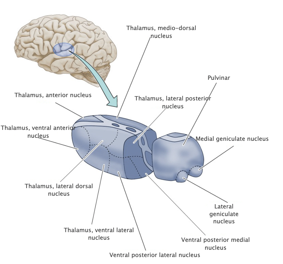 <p>Nucleus in the posterior-dorsal thalamus that, together with the lateral posterior nucleus, projects to higher-order visual and associational areas in the occipital, parietal and temporal lobes.</p>