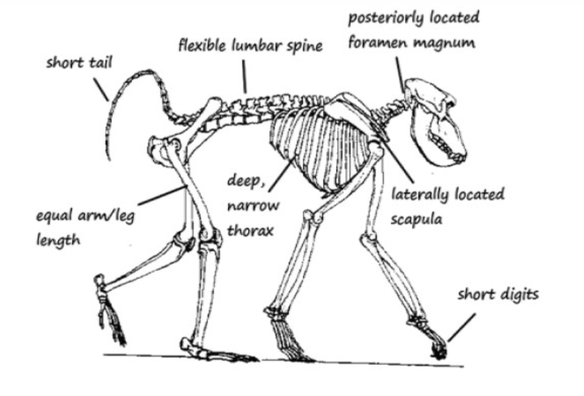 <p>Primate locomotion</p>