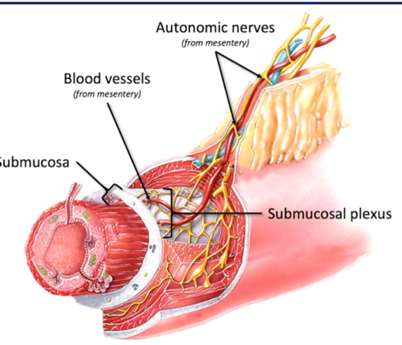 <p>part of enteric nervous system </p><p>-Autonomic neurons</p><p>--Symp (splanchnic nn)</p><p>--Parasymp (Vagus)</p><p>-Enteric neurons</p><p>-regulates mucosal movement (smooth muscle), vasoconstriction, secretory glands of mucosa</p>
