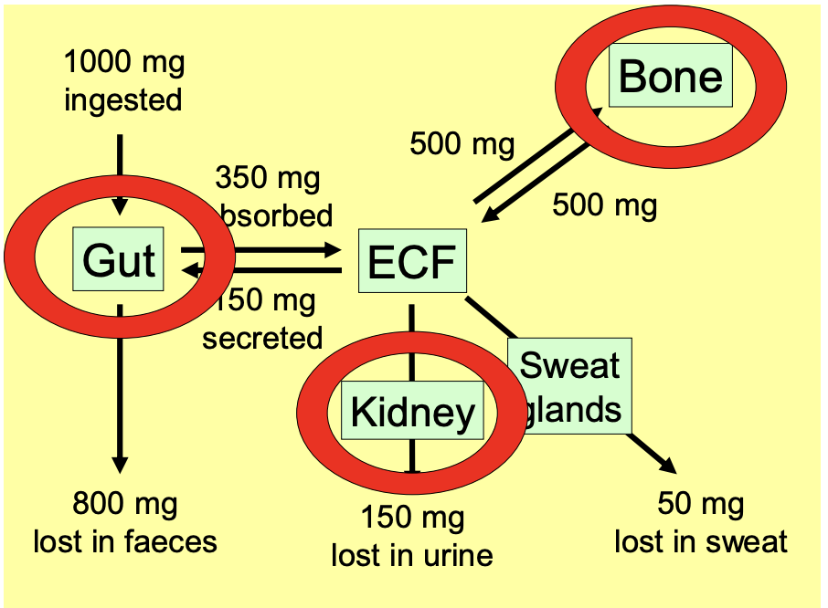 <ol><li><p>Gut→ increased absorption via D3</p></li><li><p>Kidney→ increased reabsorption (don’t lose as much)</p></li><li><p>Bone→ increased dissolution</p></li></ol><p></p>