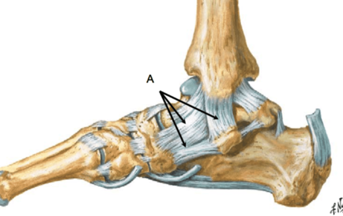 <p>forms the medial part of the ankle joint and attaches the medial malleolus to multiple tarsal bones</p>