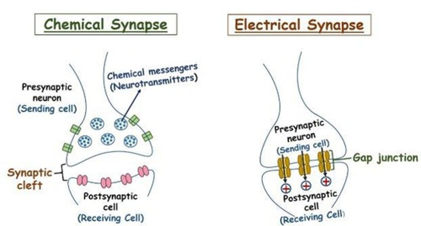 <p>Direct cell-to-cell communication via gap junctions.</p>