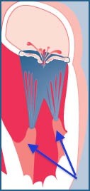 <p>responsible for pulling the atrioventricular valves closed by means of the chordae tendinae</p>