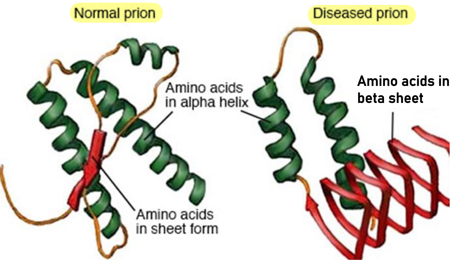 <ul><li><p><strong>Conformational change = </strong><span style="color: red;"><strong>folded differently <u>no longer functional</u></strong></span></p></li><li><p><span style="color: red;"><strong>VERY resistant to enzymes!</strong></span><strong> =</strong> will stick around (major problem)&nbsp;</p></li><li><p>OUTCOME: neuronal damage in brain/CNS = <span style="color: red;">DEATH OF THESE TISSUES&nbsp;</span></p></li></ul><p></p>