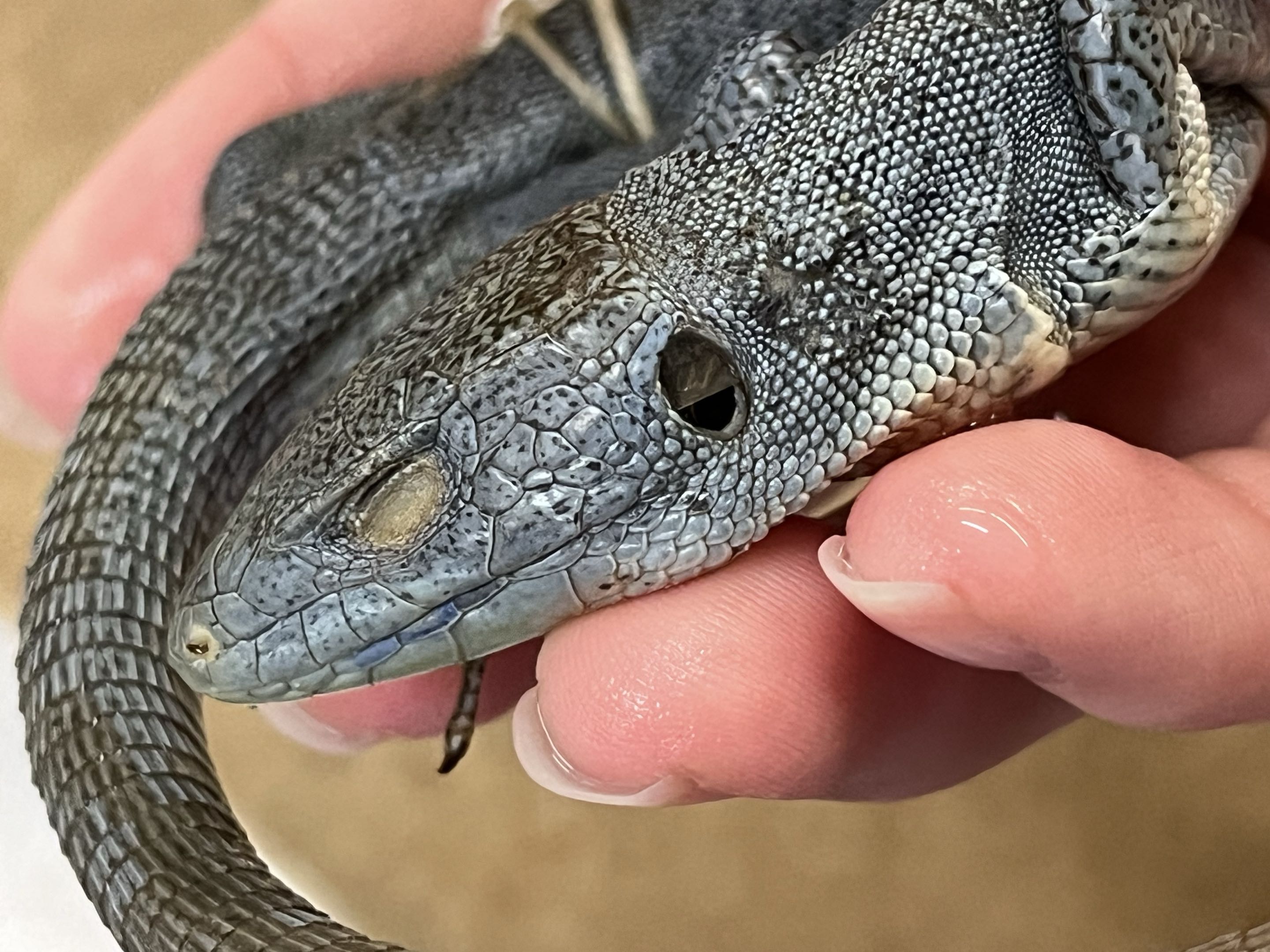 <p>Family?<br>- Old world</p><p><strong>- Plate like scales behind eyes</strong></p><p><strong>- Beady skin</strong></p><p>- Long tail</p><p>- Defined head</p><p>~300 species</p>