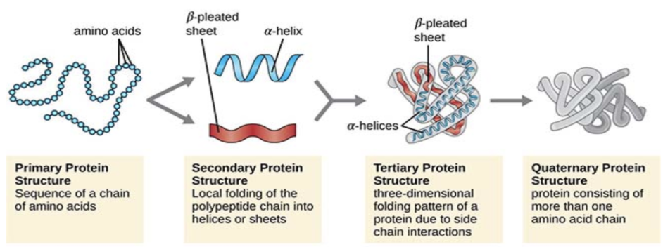 <p>Primary, secondary, tertiary, and quaternary</p>