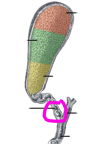 <p>pink highlight</p>