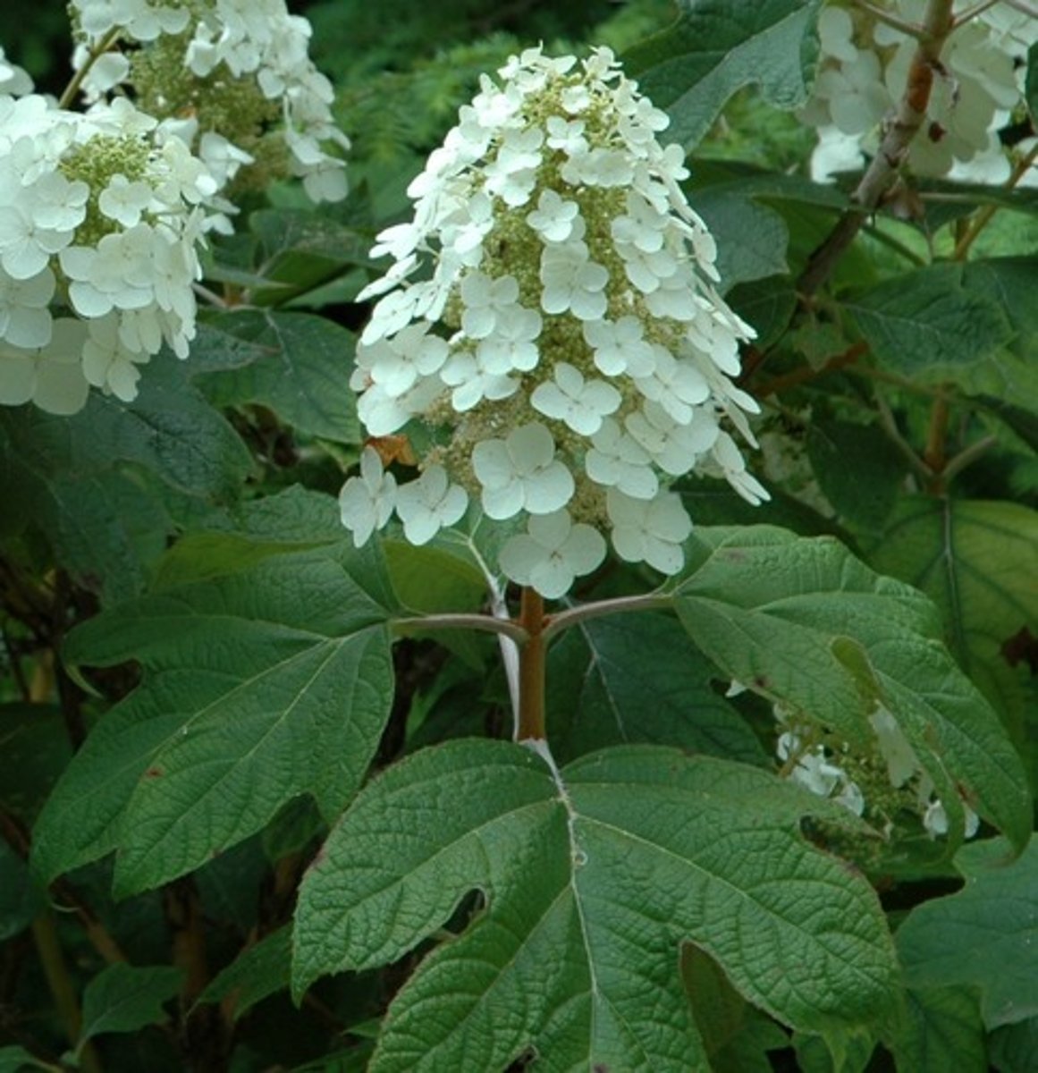 <p>Hydrangea quercifolia</p>