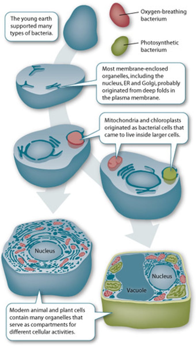<p>the idea that the mitochonria and chloroplasts were once free living and were engulfed by other prokaryotic cells.</p>