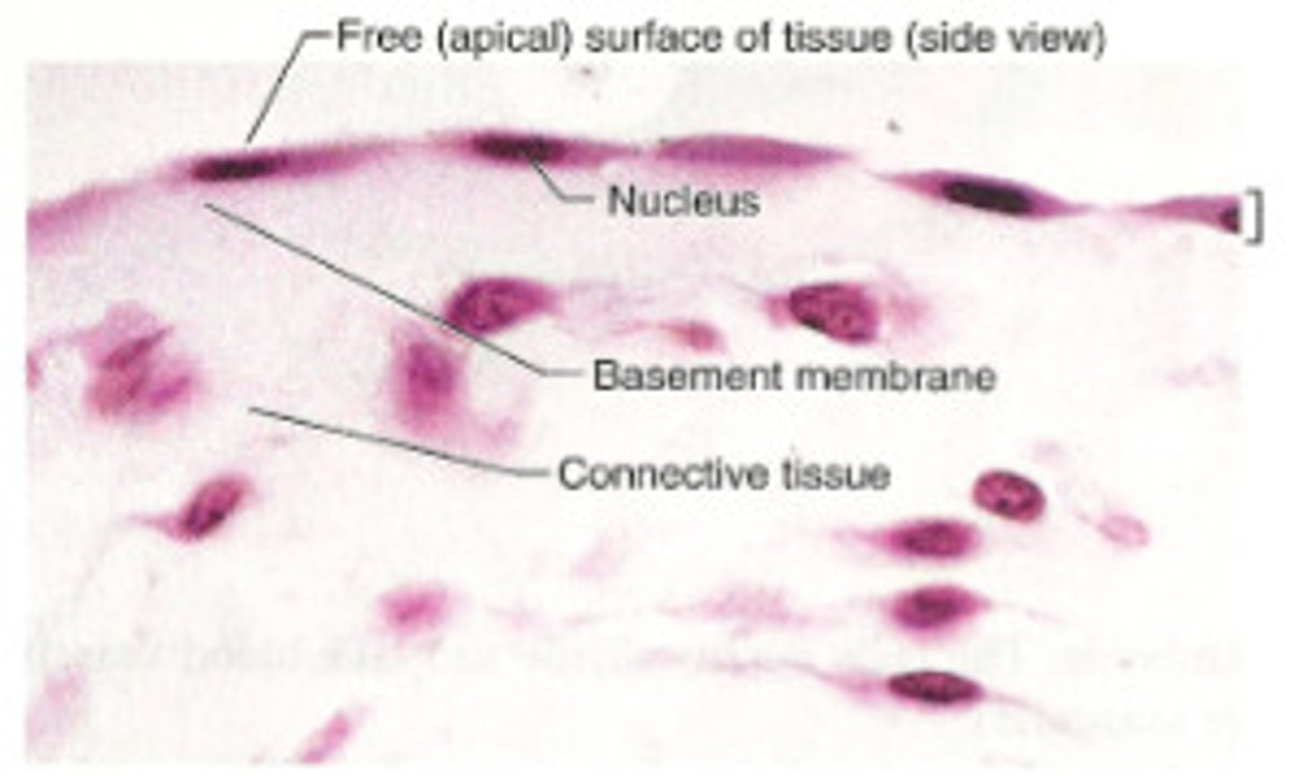 <p>- Single layer of flat cells; squished</p><p>- Found in tunica intima (inner lining) of arteries and veins</p>