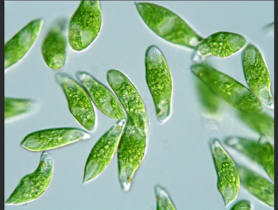 <p>euglena </p>