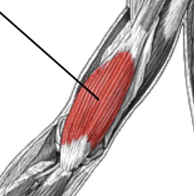 <p>Which muscle of the forearm is:</p><ul><li><p>Deep &amp; inferior to biceps brachii</p></li><li><p>Action: flex elbow</p></li><li><p>Nerve: musculocutaneous</p></li></ul><p></p>
